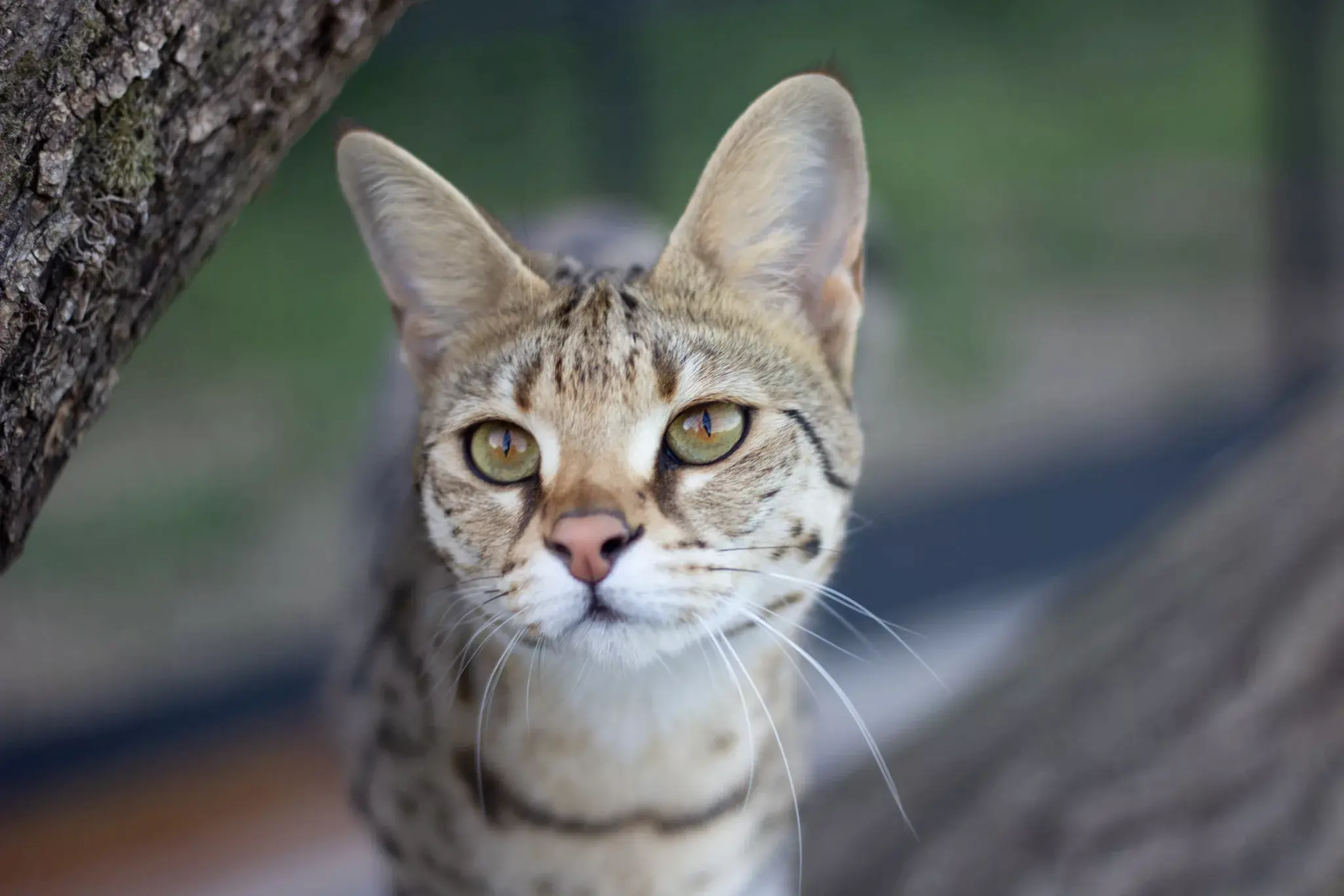 Chat d'exception de la chatterie The Wild Rendez Vous en Seine-et-Marne