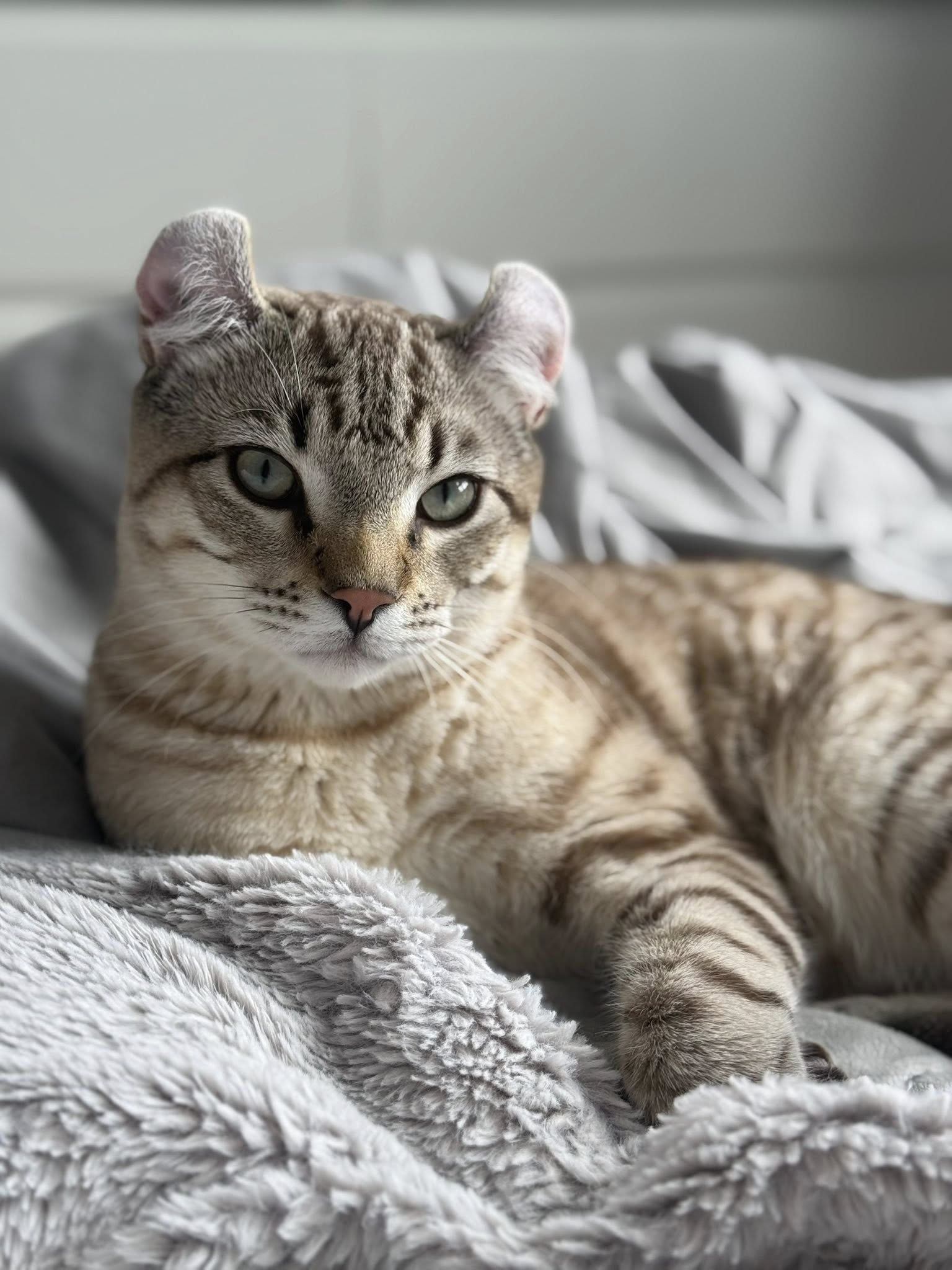 Chat Highland Lynx aux oreilles recourbées et à la robe tachetée