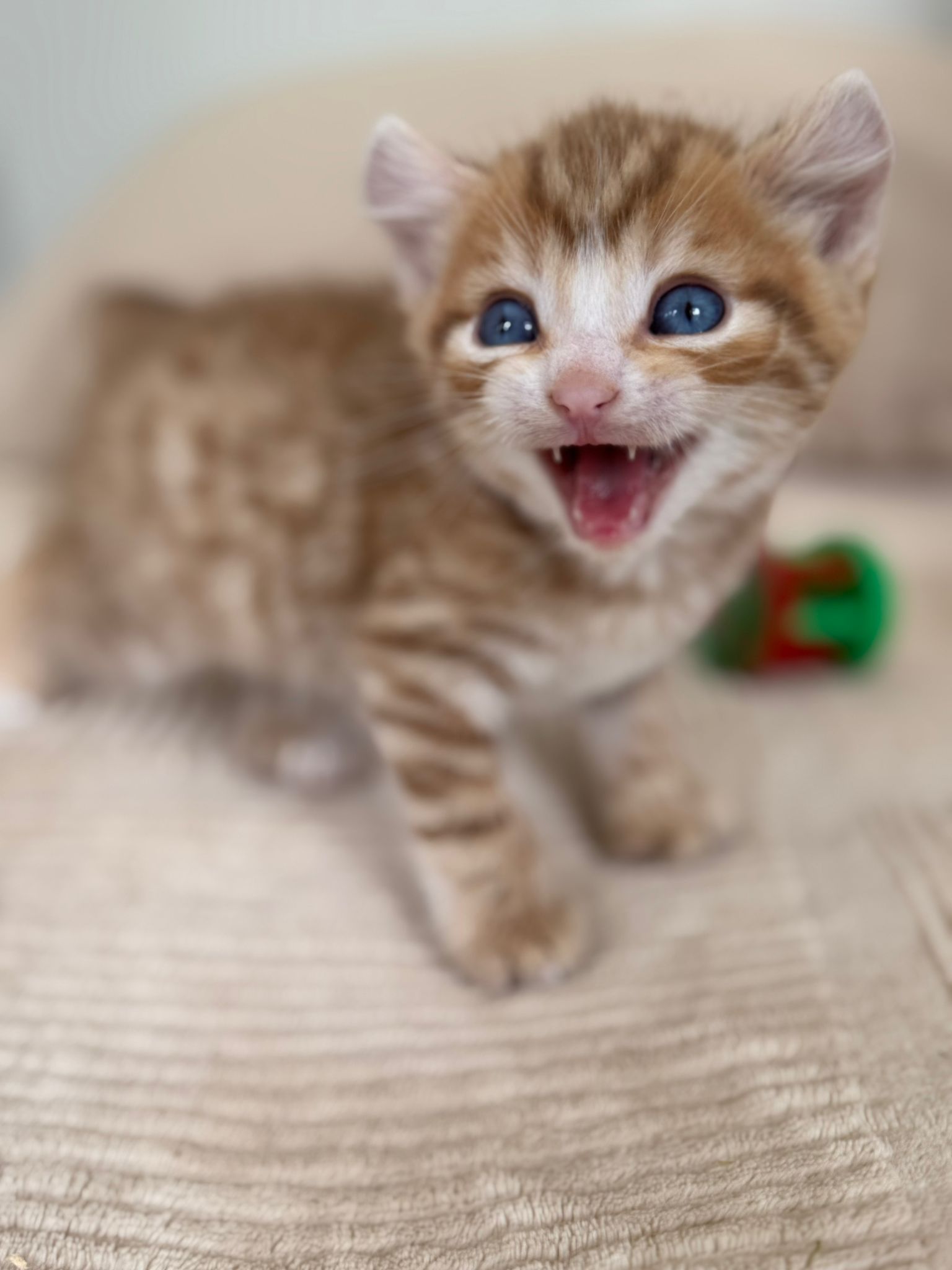Chaton Highland Lynx aux yeux bleus et aux oreilles recourbées