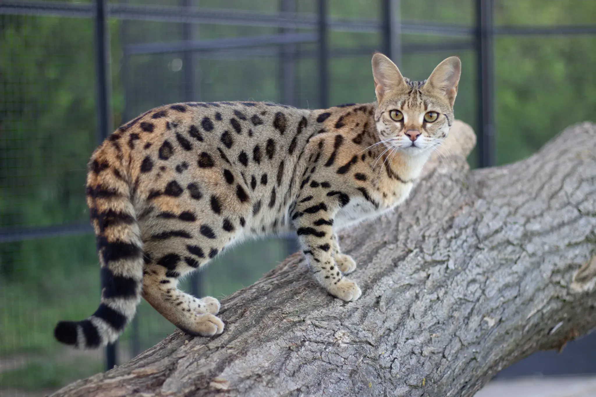Chat Savannah à la robe tachetée type serval, dans un enclos sécurisé